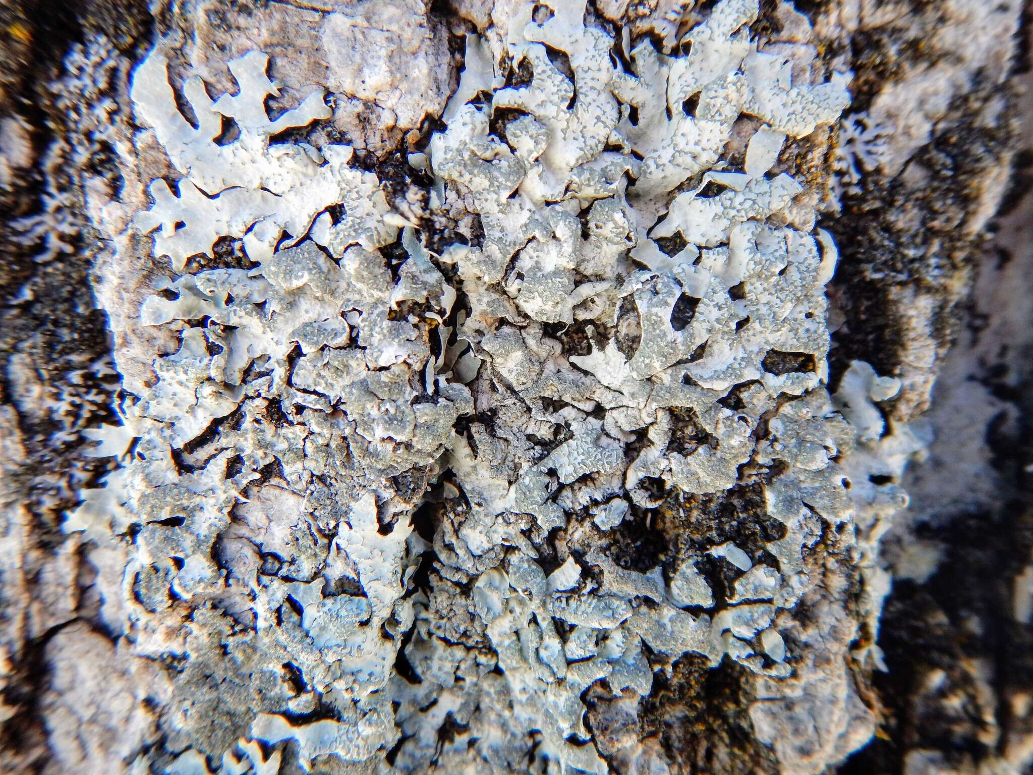 Image of Hammered shield lichen