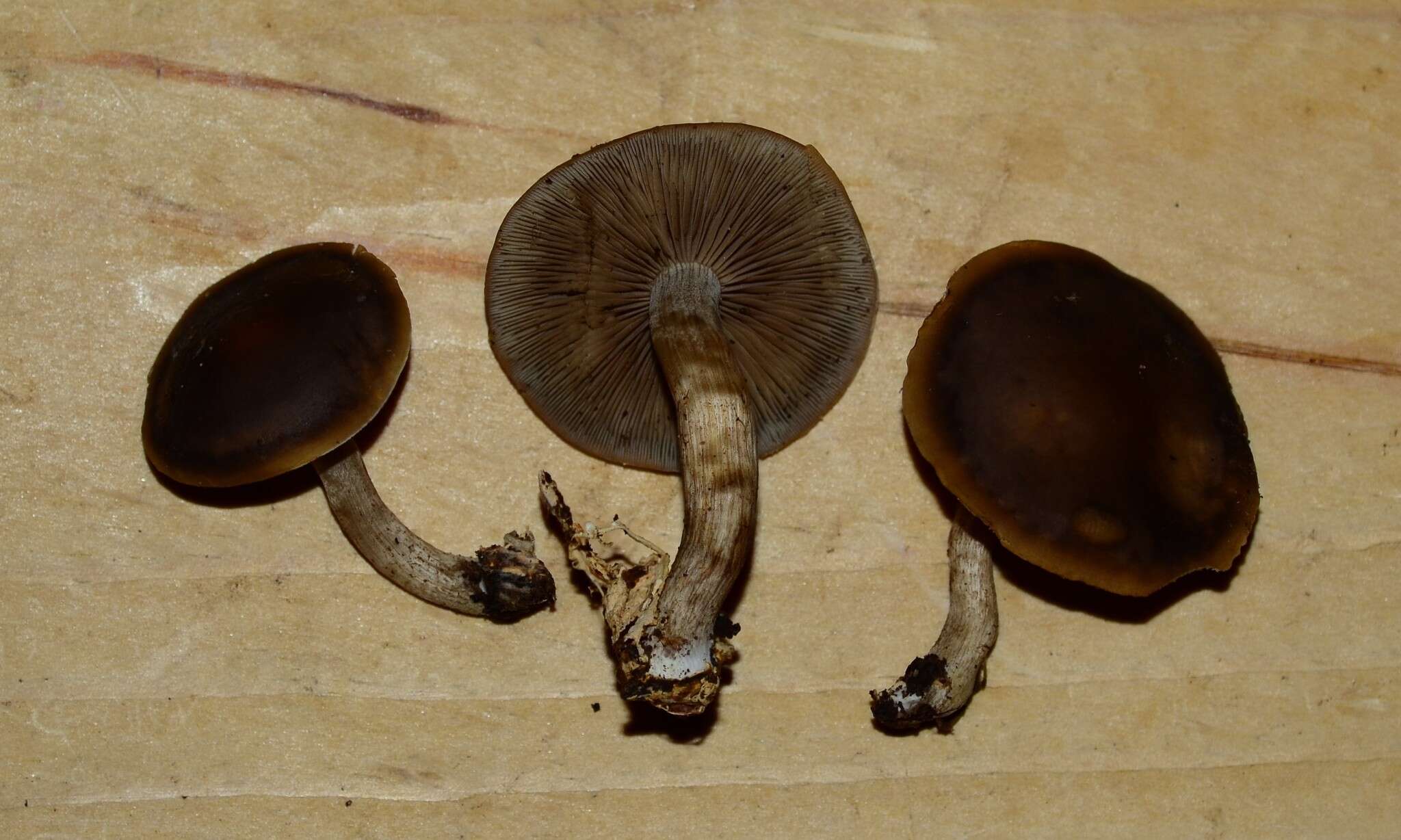 Agrocybe firma (Peck) Singer 1940 resmi