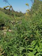 Imagem de Sanguisorba alpina Bunge