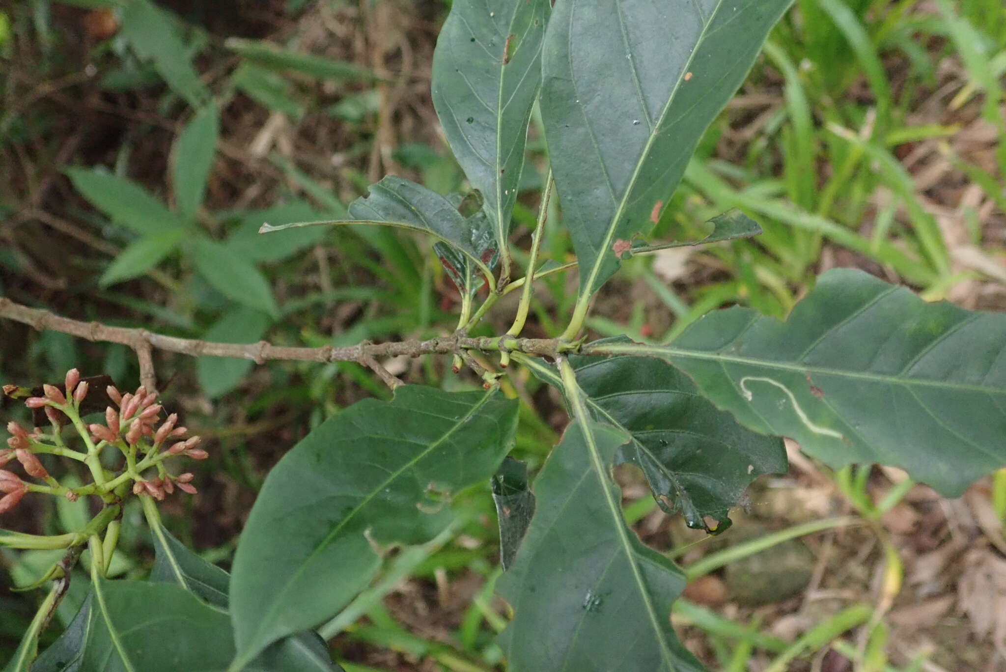 Image of Aidia cochinchinensis Lour.