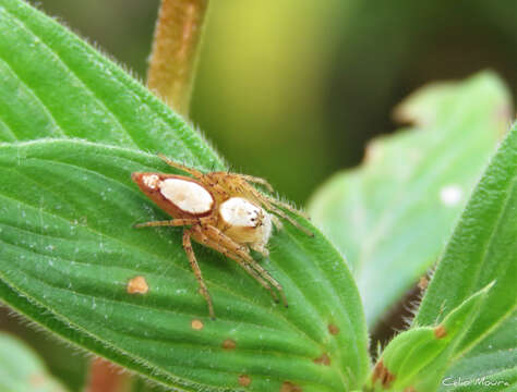 Image of Oxyopes niveosigillatus Mello-Leitão 1945