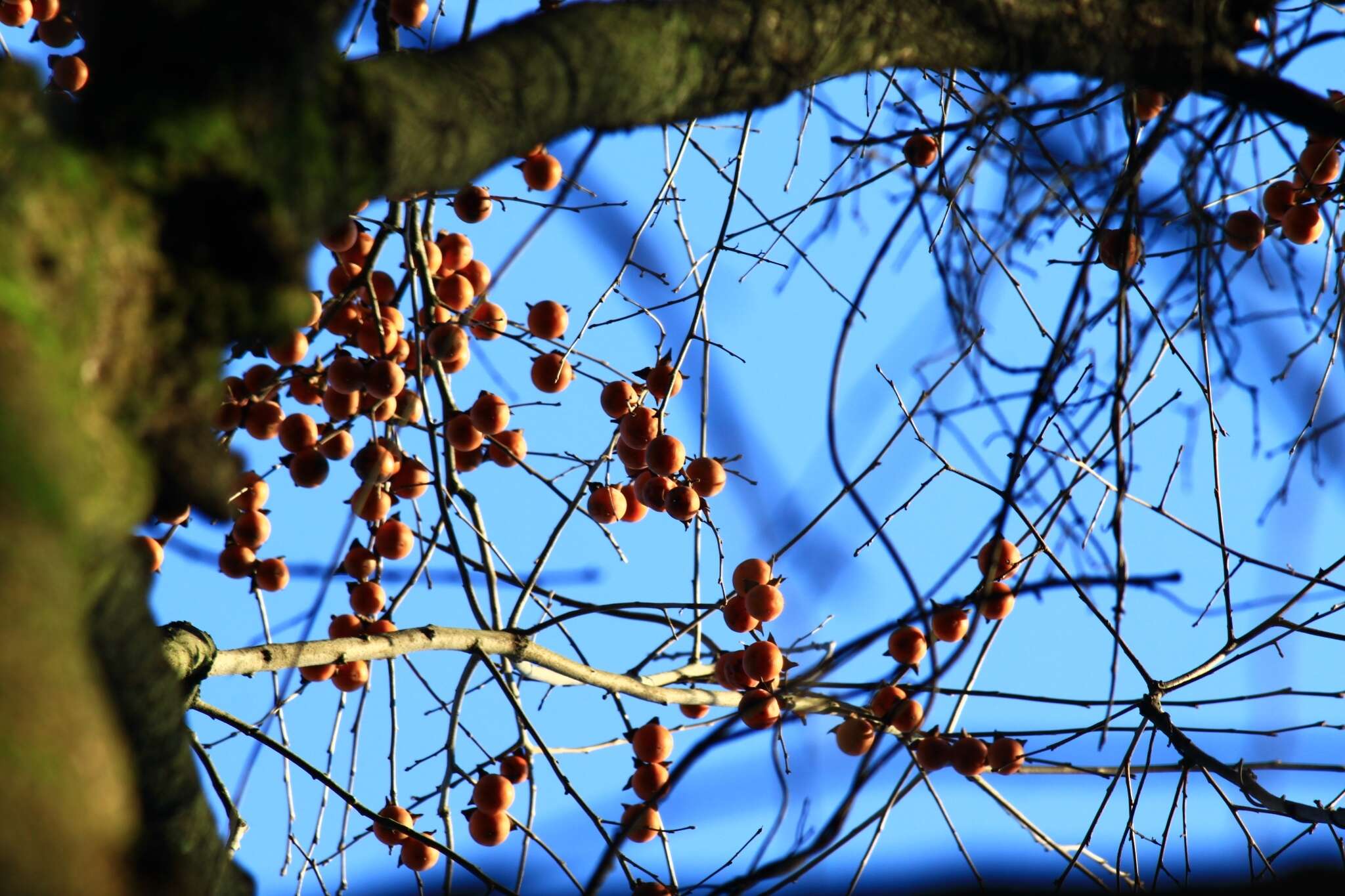 Image de Diospyros lotus L.