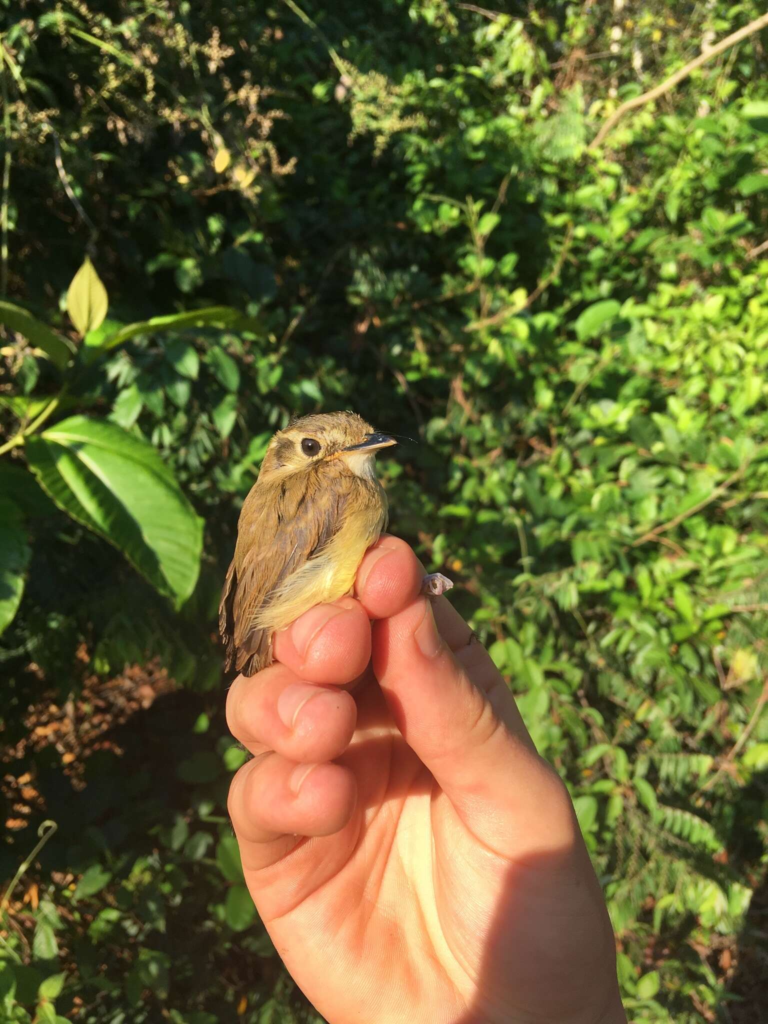 Image of Stub-tailed Spadebill