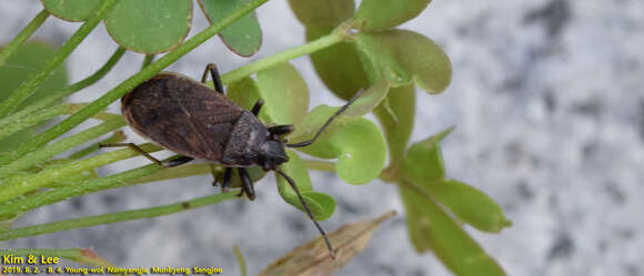 Image of <i>Pyrrhocoris sibiricus</i>