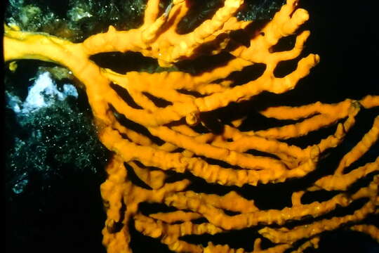 Image of common antler sponge