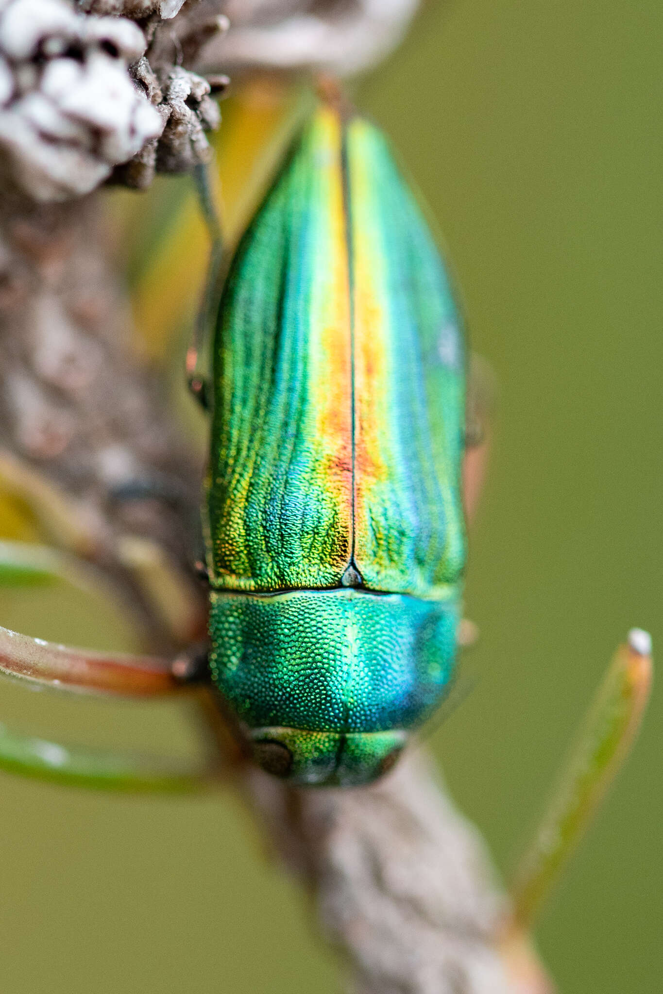 Aristosoma suturale (Thunberg 1789)的圖片