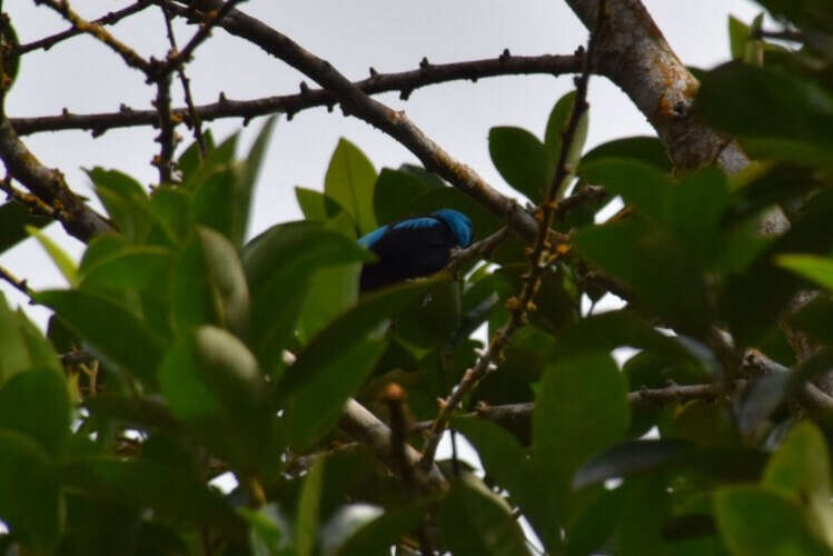 Image of Scarlet-thighed Dacnis