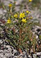 Image of whitestem blazingstar