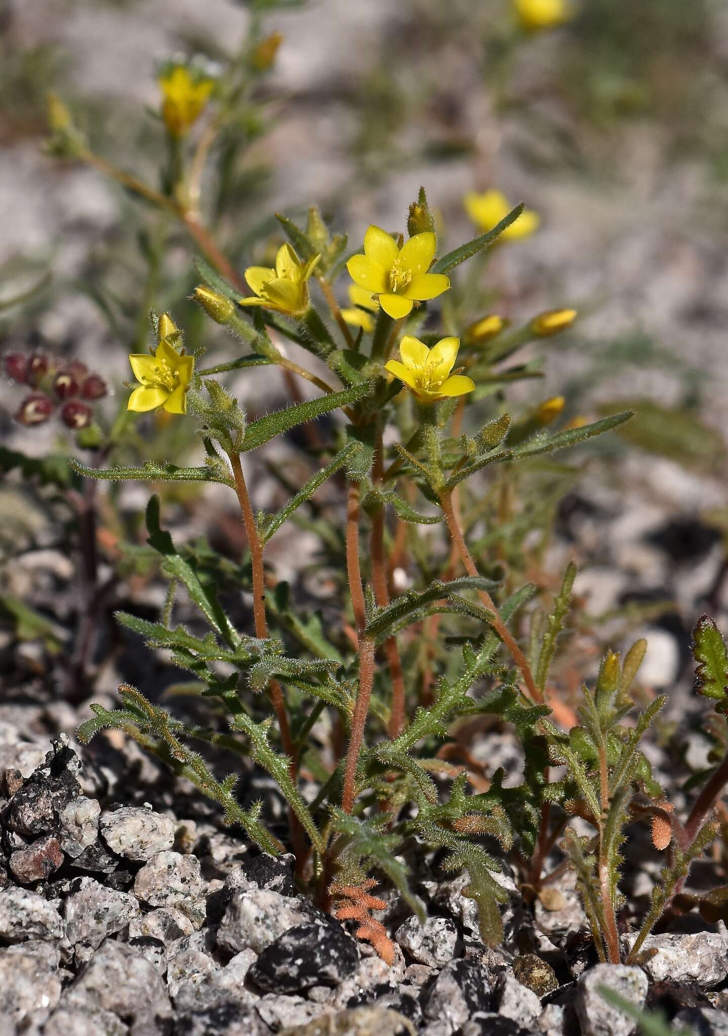 Image of whitestem blazingstar