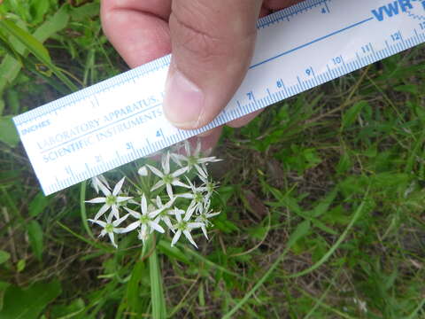 Image de Allium cuthbertii Small