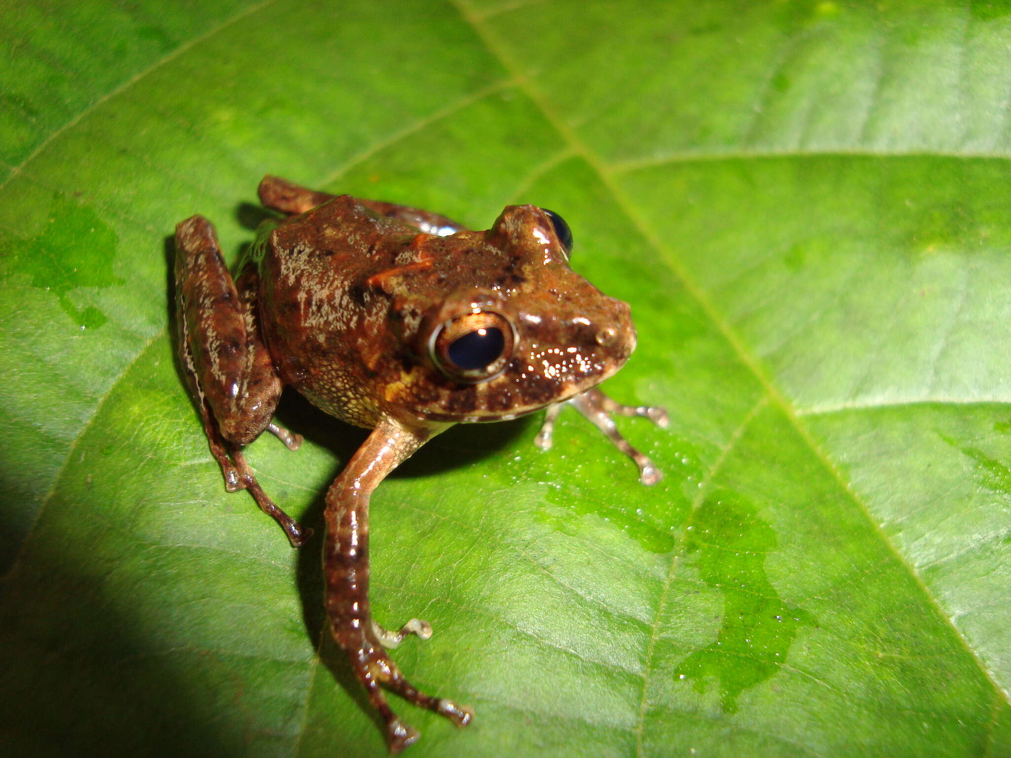 Image of Pristimantis labiosus (Lynch, Ruiz-Carranza & Ardila-Robayo 1994)