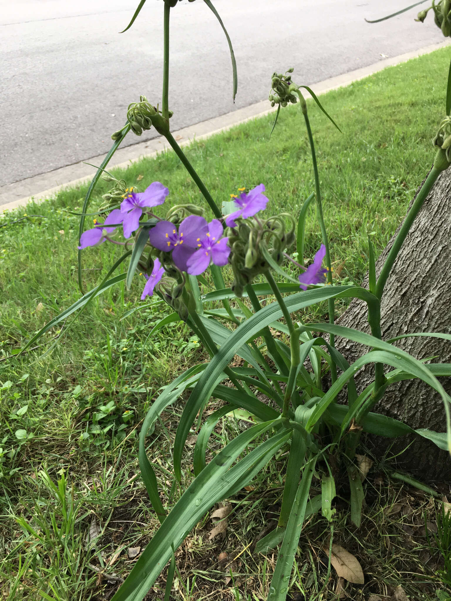 Sivun Tradescantia gigantea Rose kuva