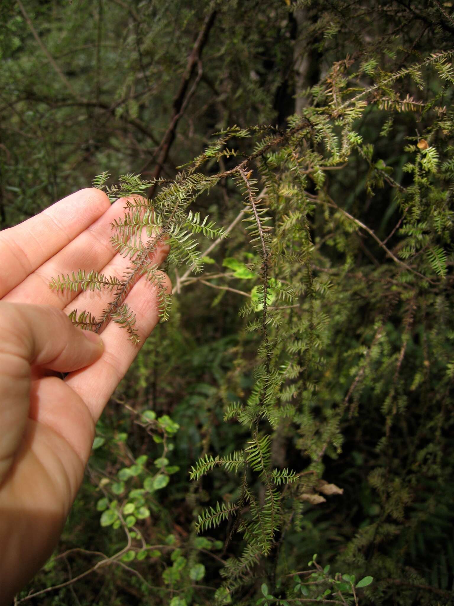 Image of dacrycarpus