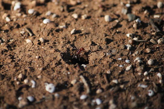 Image of Iridomyrmex purpureus (Smith 1858)