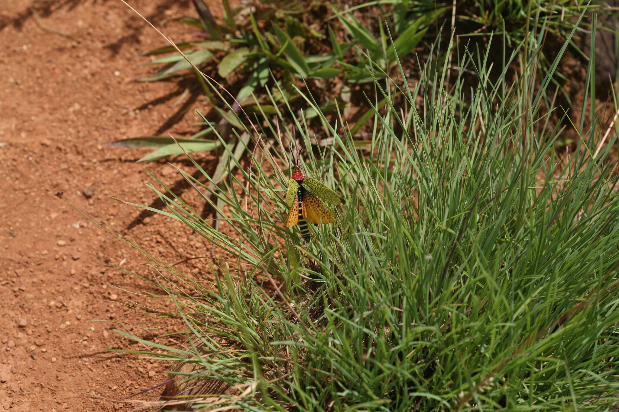 صورة Phymateus (Phymateus) karschi Bolívar & I. 1904