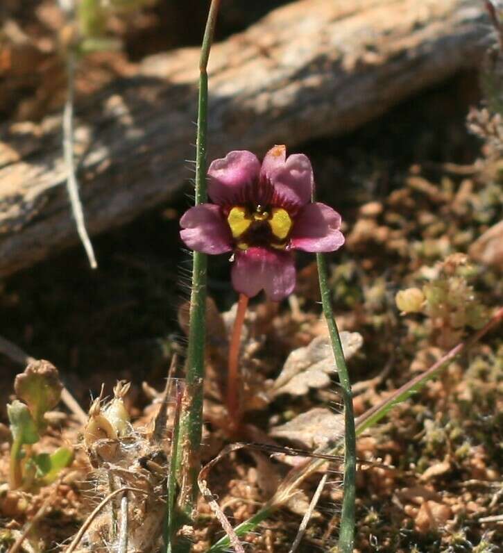 Imagem de Diascia capensis (L.) Britten