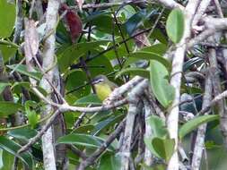 Image of Brown-capped Tyrannulet