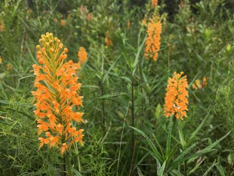 Image de Platanthera chapmanii (Small) Luer