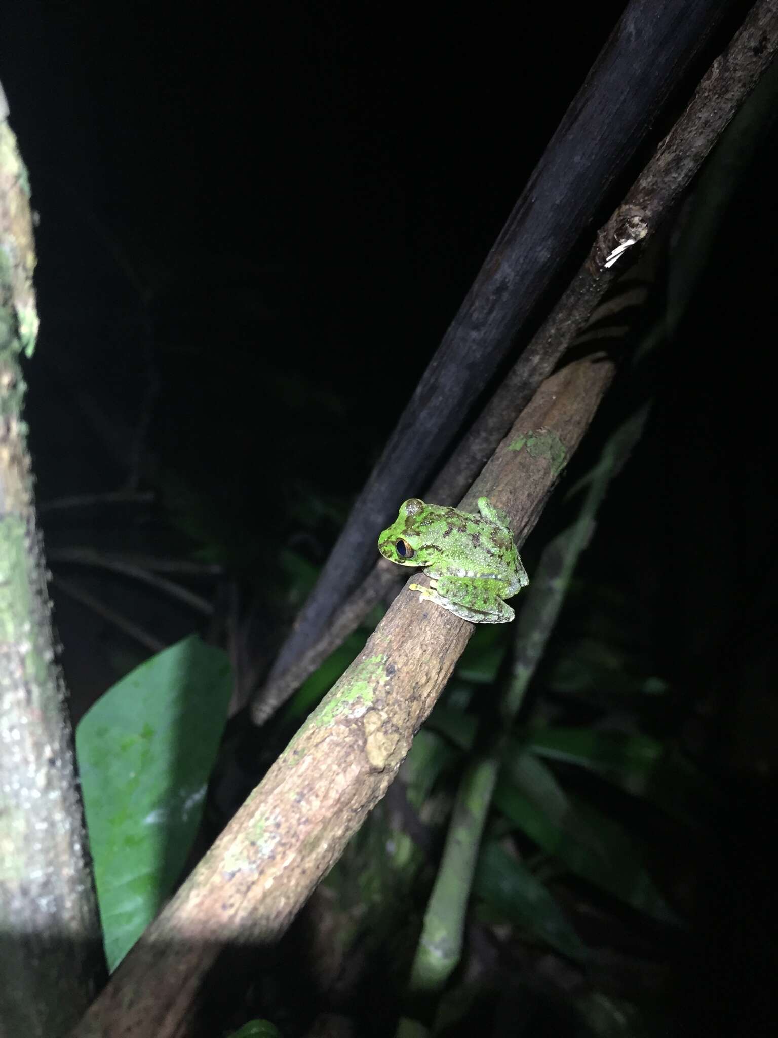 Image de Leptopelis palmatus (Peters 1868)