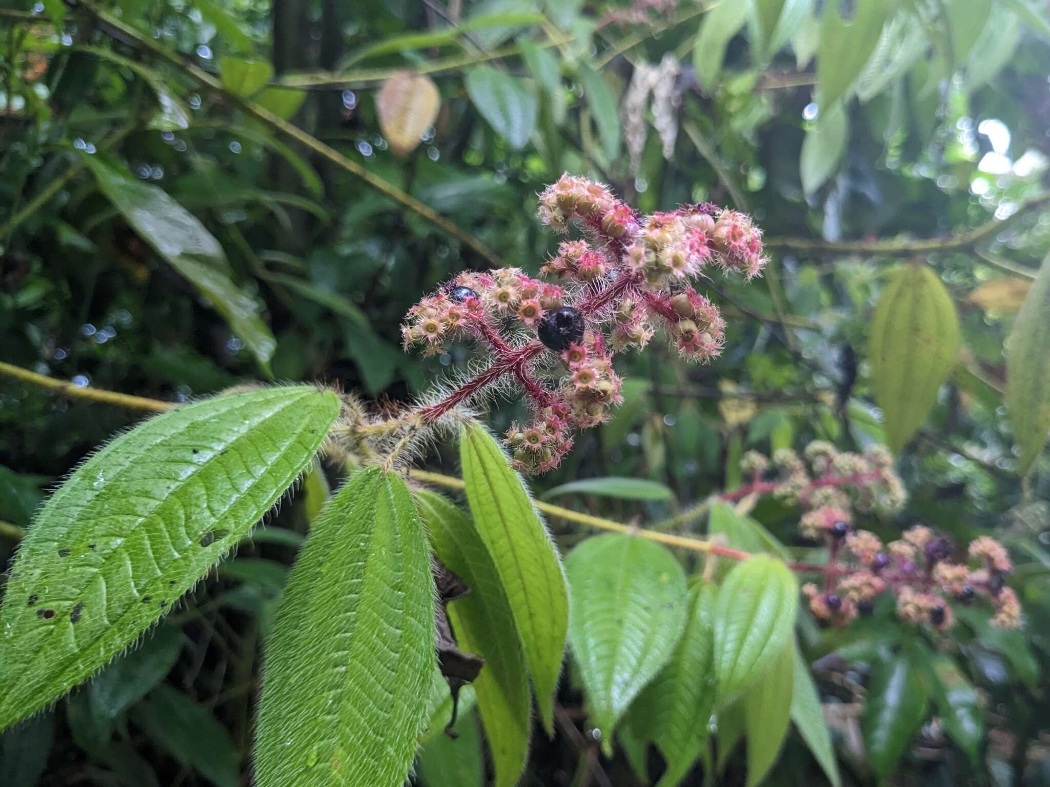 Imagem de Miconia lacera (Bonpl.) Naud.