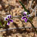 Sivun Cyphia longiflora Schltr. kuva