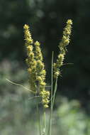 Image of Brown fox sedge