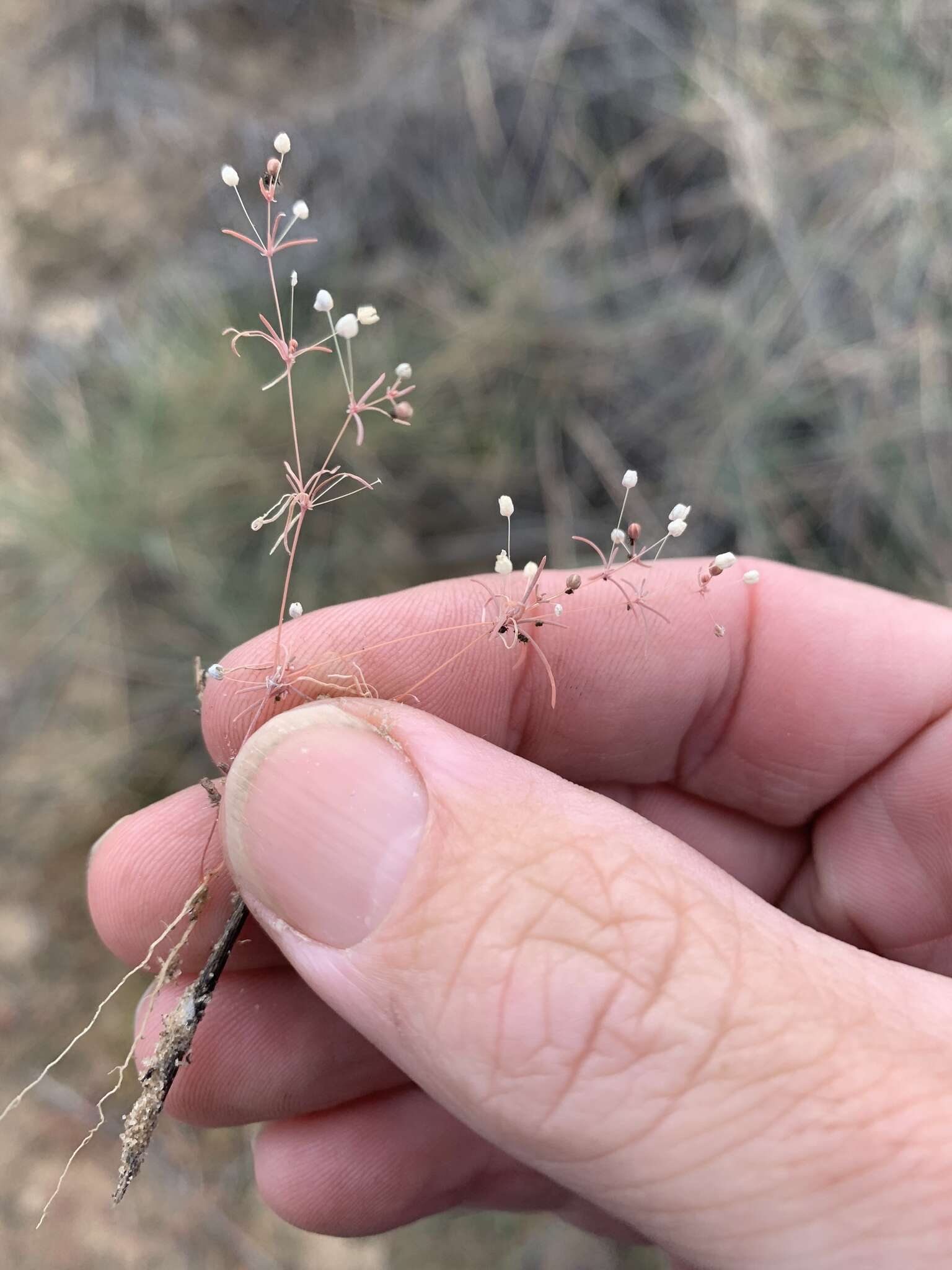 Image of Thread-Stem Carpetweed