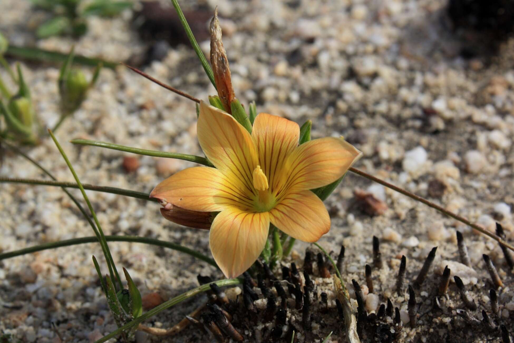 Image of Romulea setifolia var. setifolia