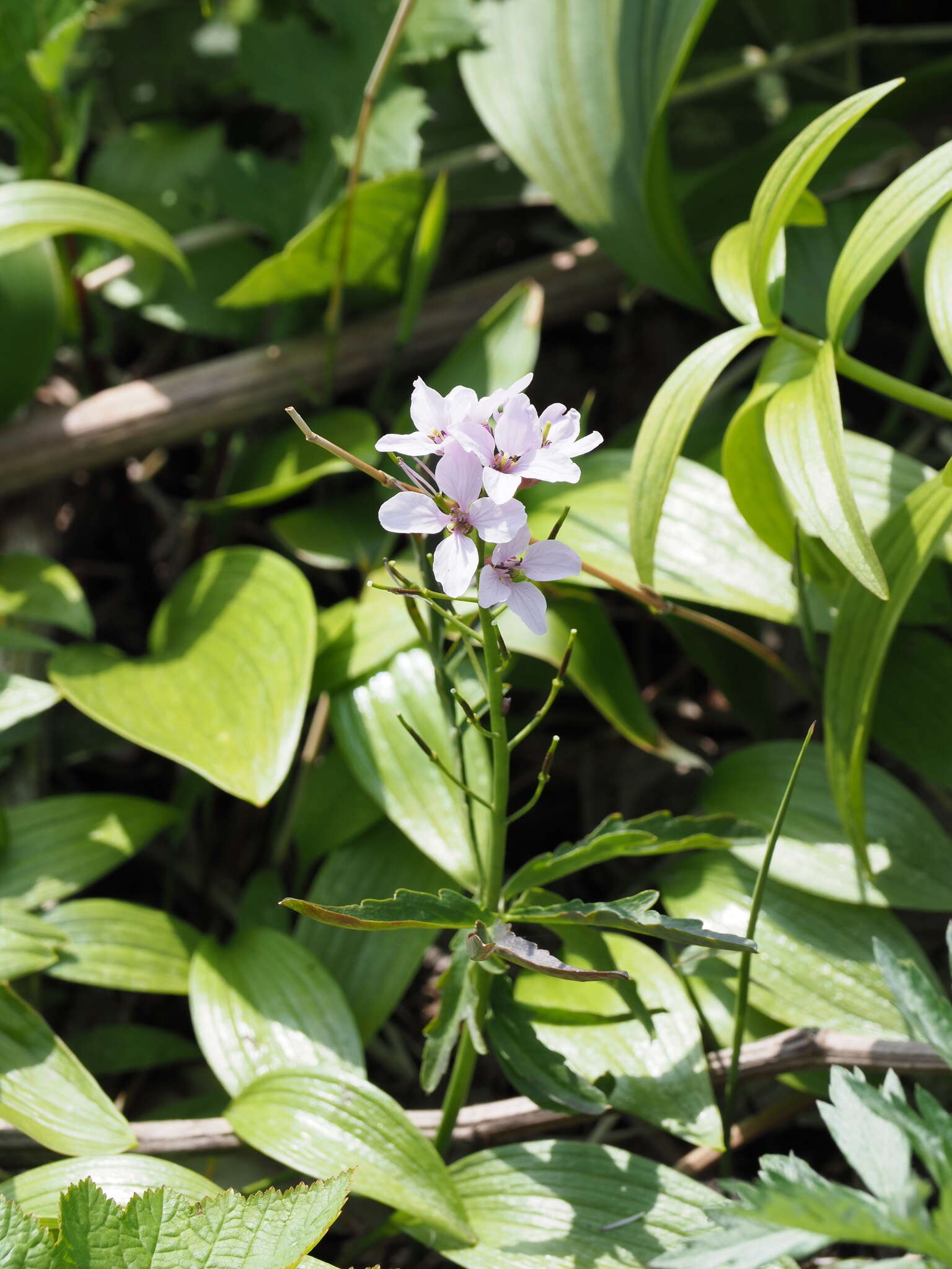 Imagem de Cardamine trifida (Lam. ex Poir.) B. M. G. Jones