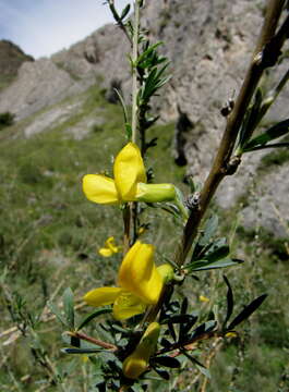 Image of Caragana pygmaea (L.) DC.