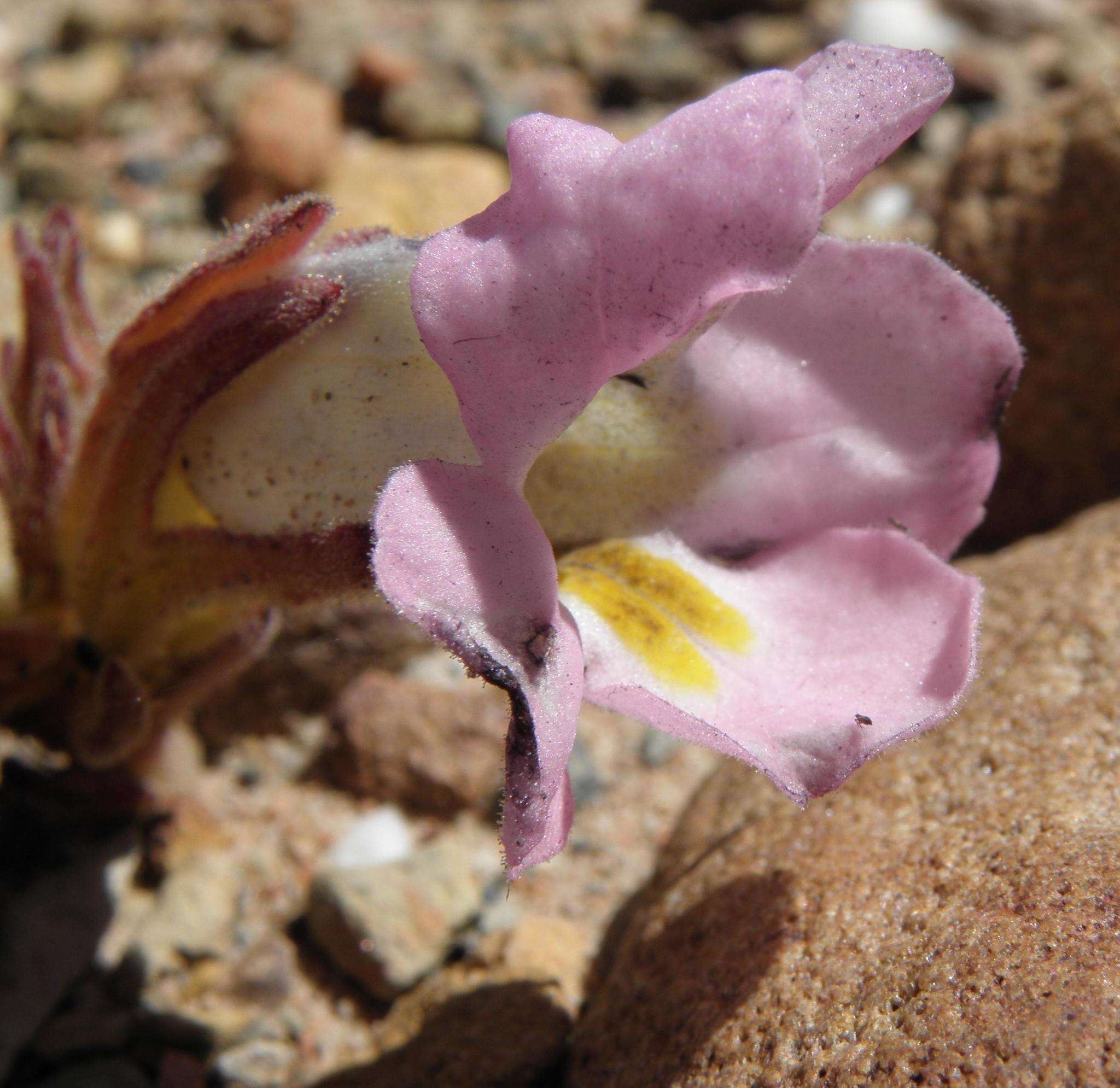 Слика од Harveya purpurea (L. fil.) Harv. ex Hook.