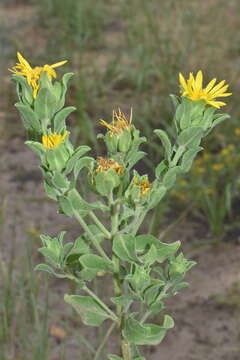 Image of Heterotheca cryptocephala (Wooton & Standl.) G. L. Nesom