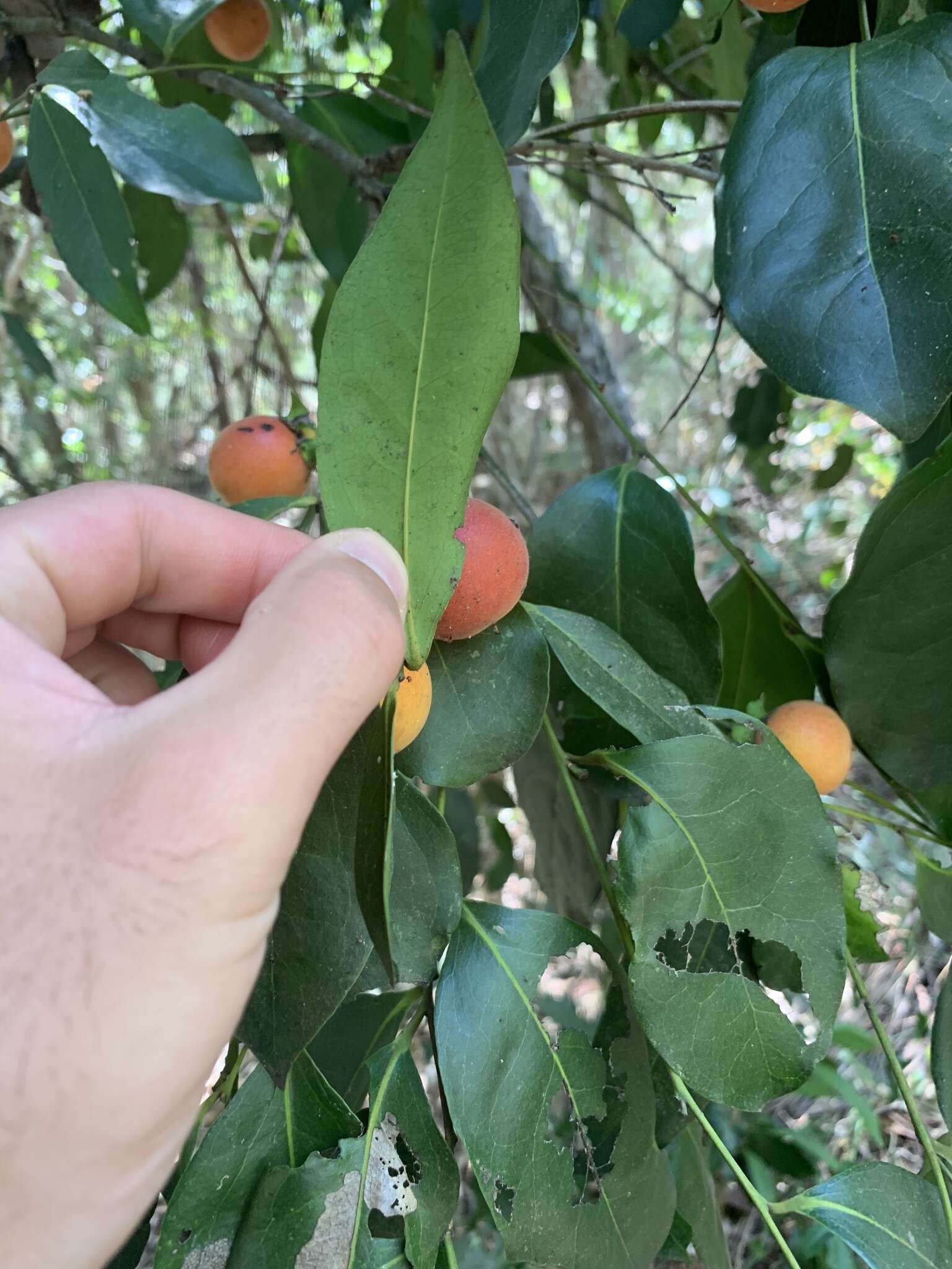 Plancia ëd Diospyros hebecarpa A. Cunn. ex Benth.