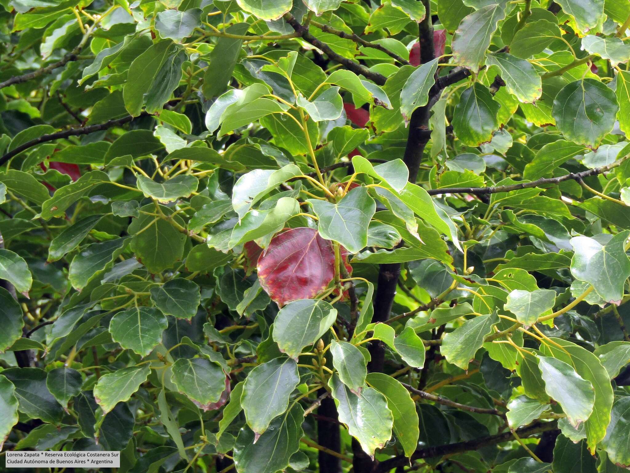 Image of Cinnamomum glanduliferum (Wall.) Nees