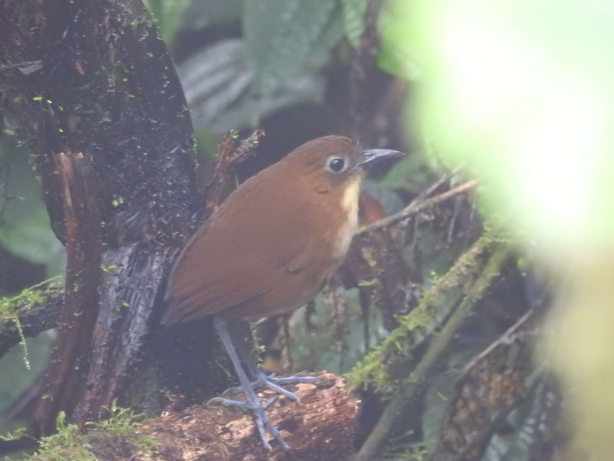 Image of Yellow-breasted Antpitta