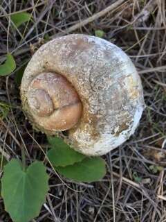 Image of Florida Applesnail