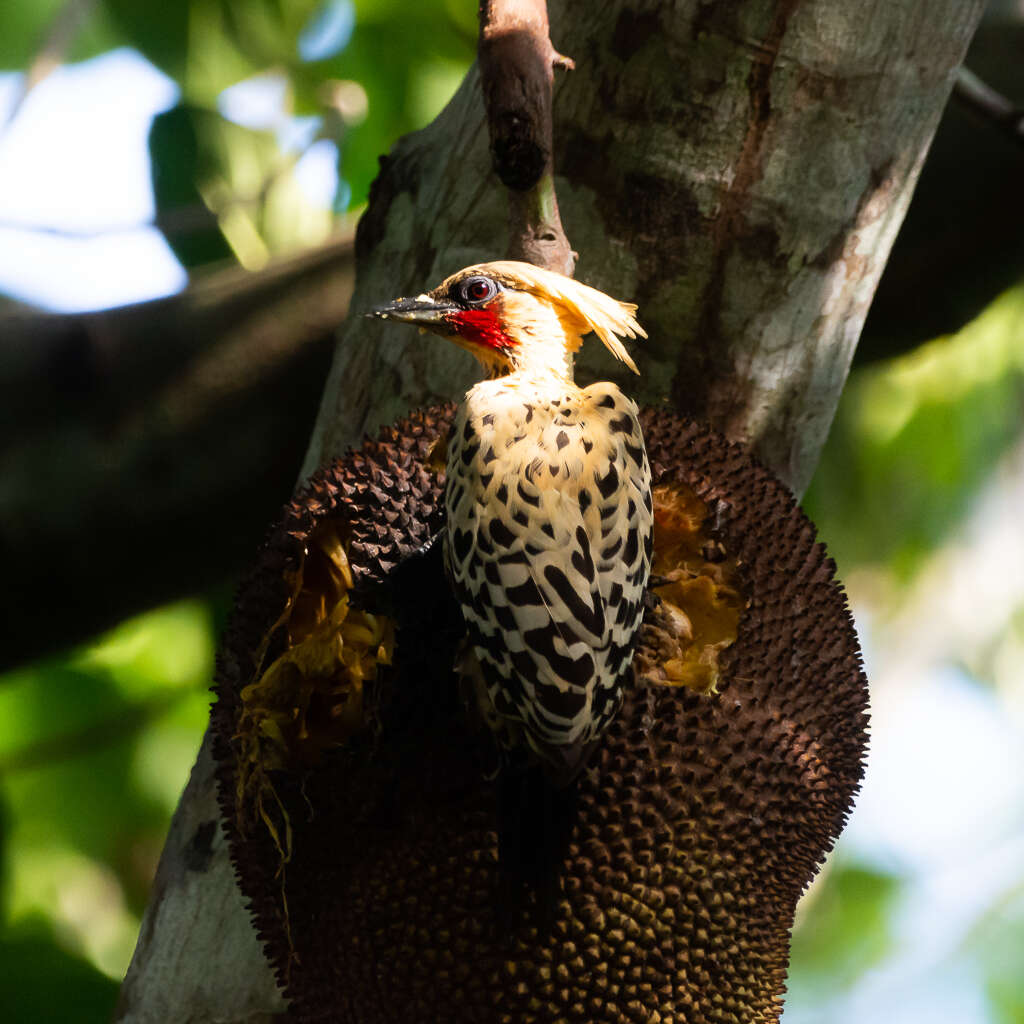Image of Ochre-backed Woodpecker