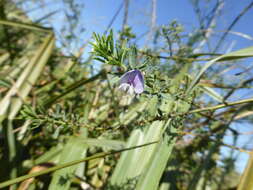 Image of Psoralea axillaris L. fil.