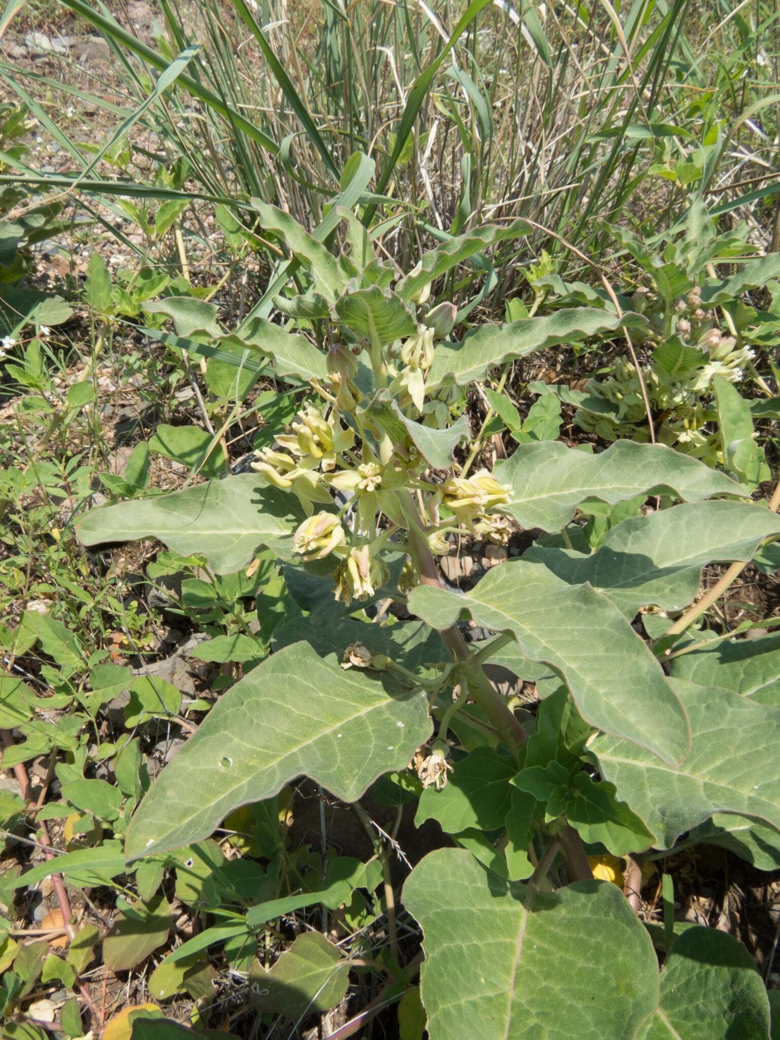 Image of Mojave milkweed