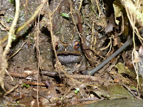 Image of Dark Green Toad