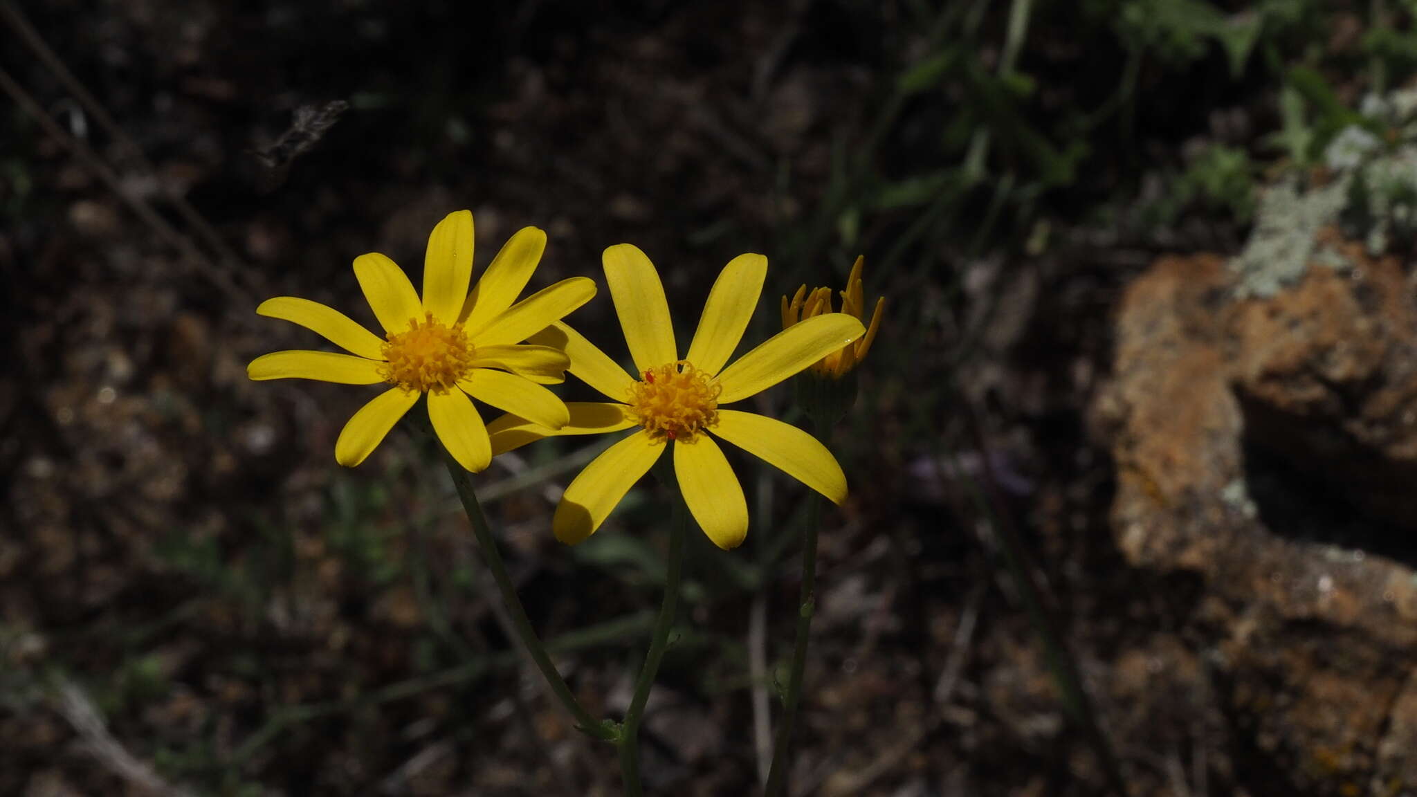 Image of California ragwort