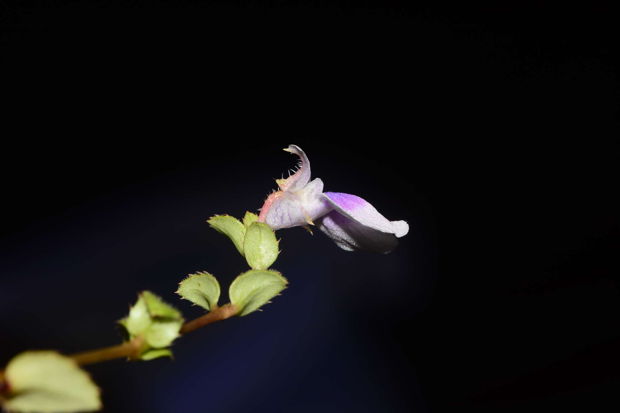 Image of Impatiens lawii Hook. fil. & Thoms.