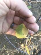 Image of red buckthorn