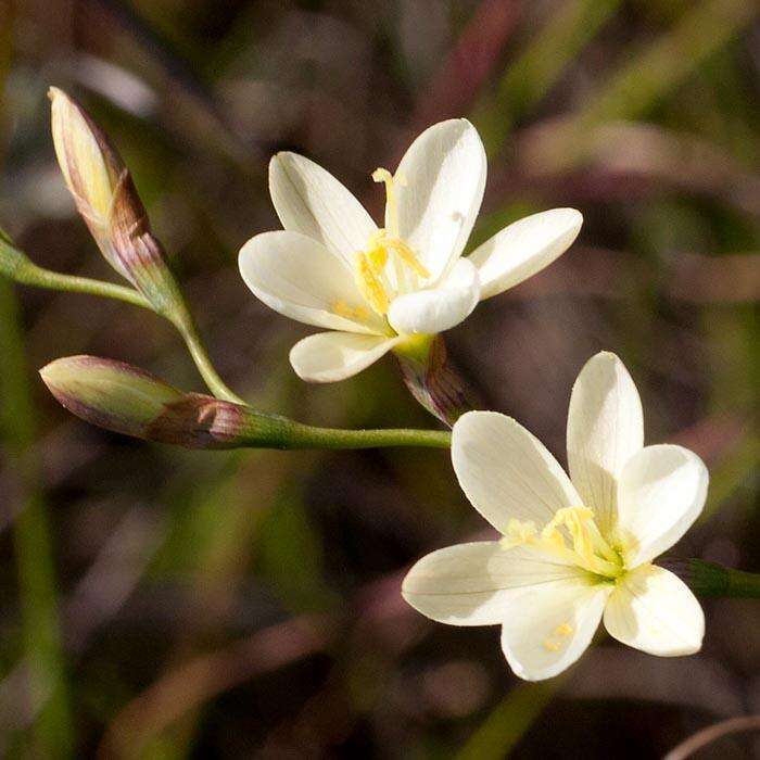 Image of Geissorhiza juncea (Link) A. Dietr.