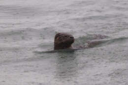 Image of Marine Otter