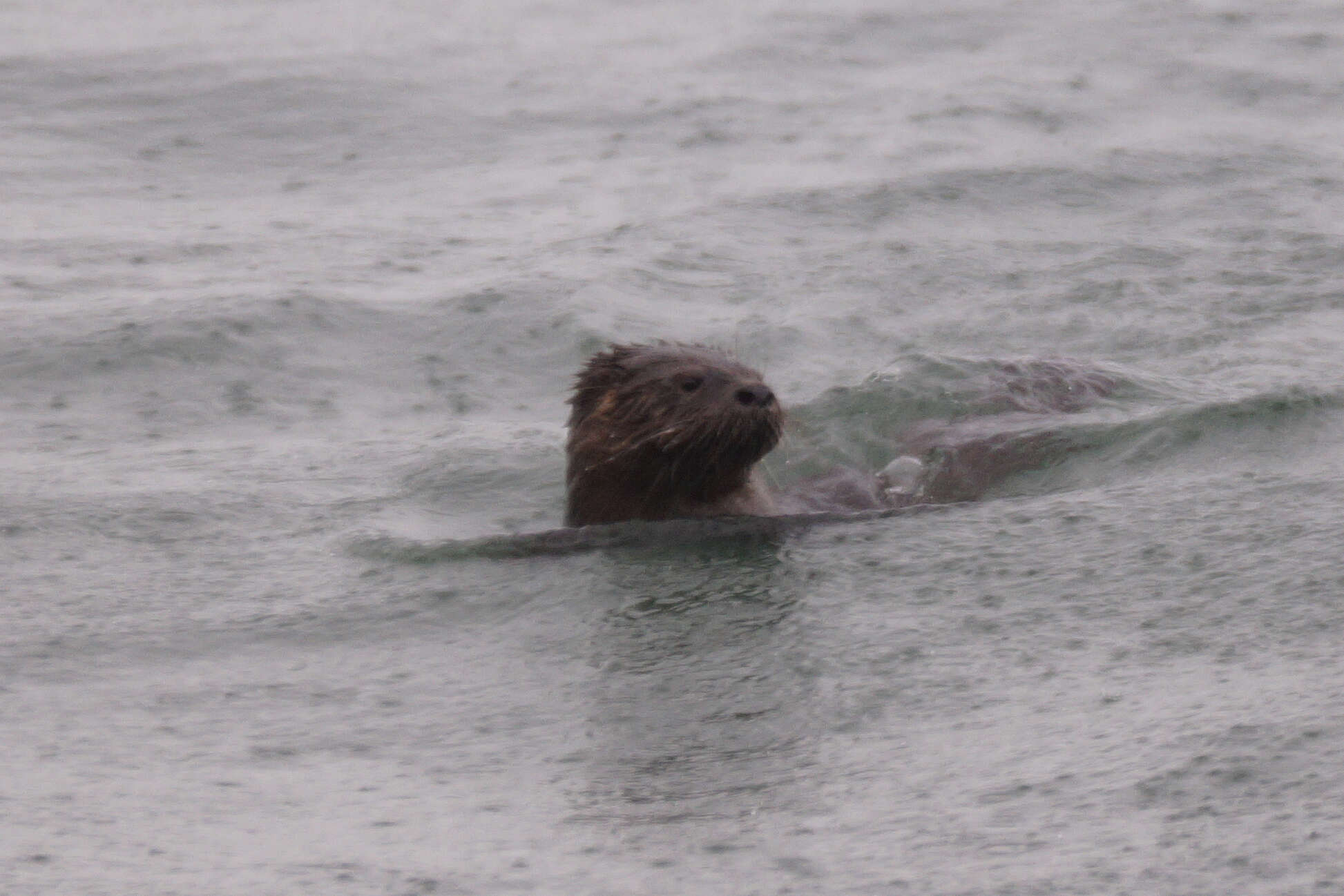 Image of Marine Otter