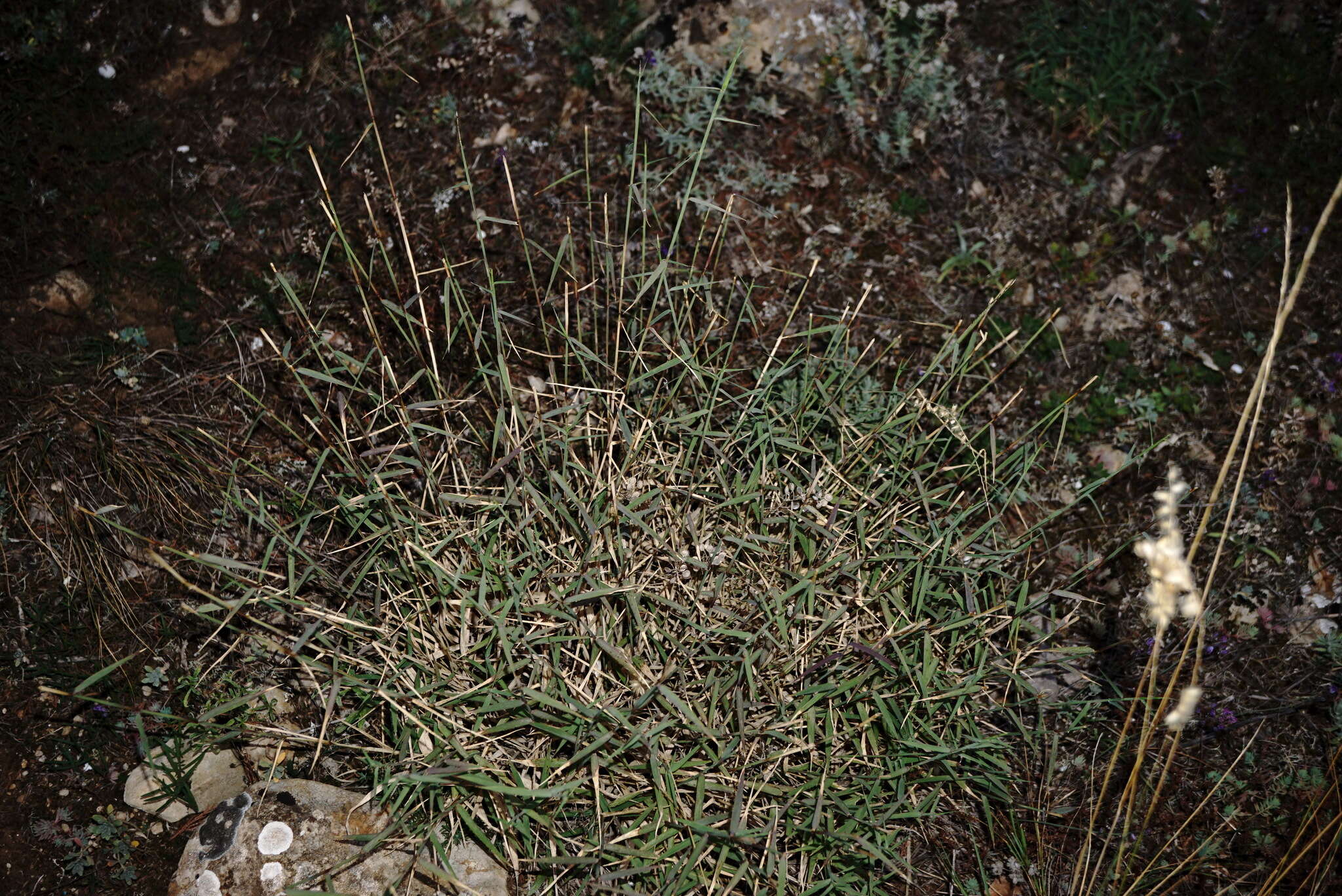 Plancia ëd Cleistogenes serotina (L.) Keng