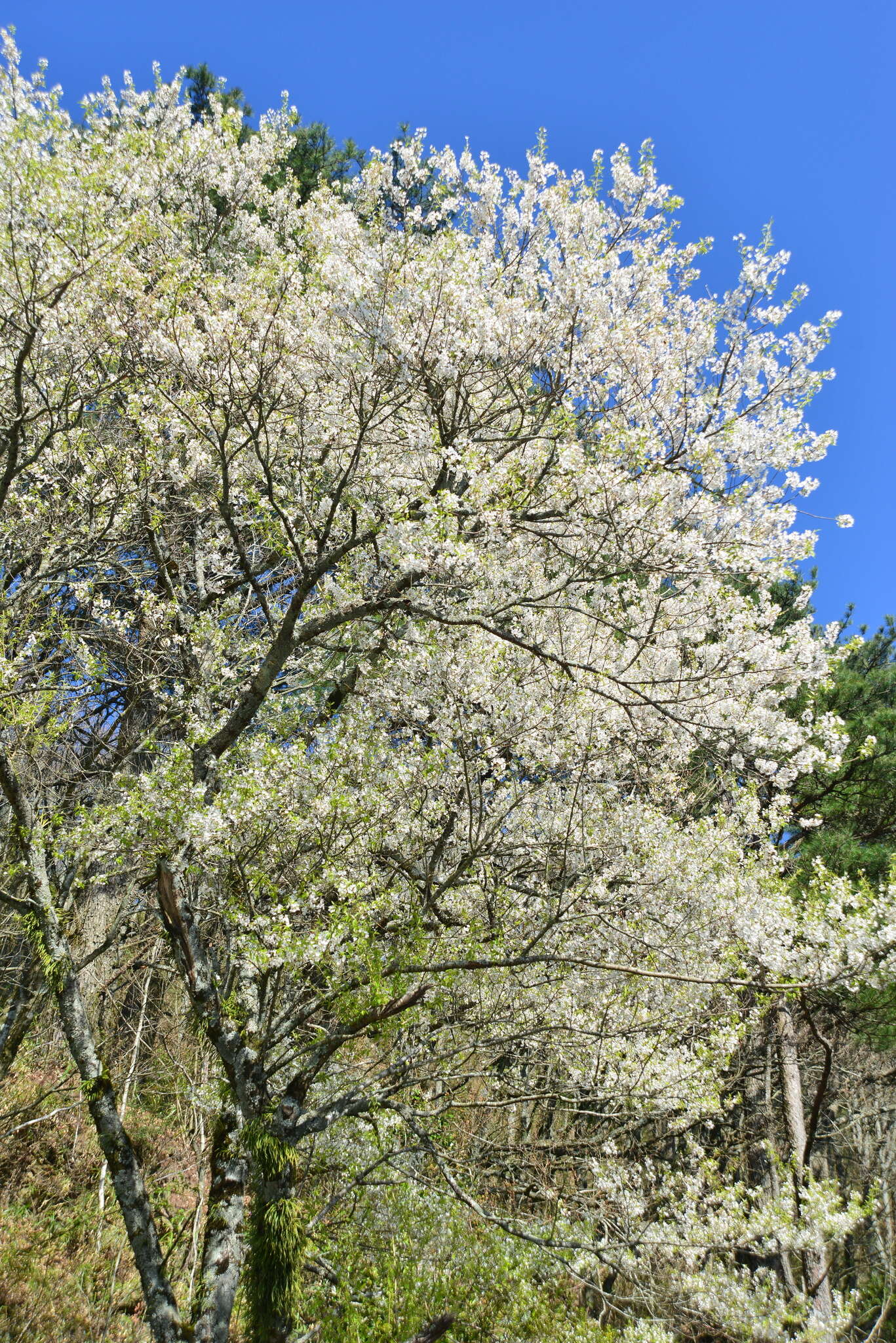 Imagem de Prunus spachiana (Lavallee ex H. Otto) Kitamura