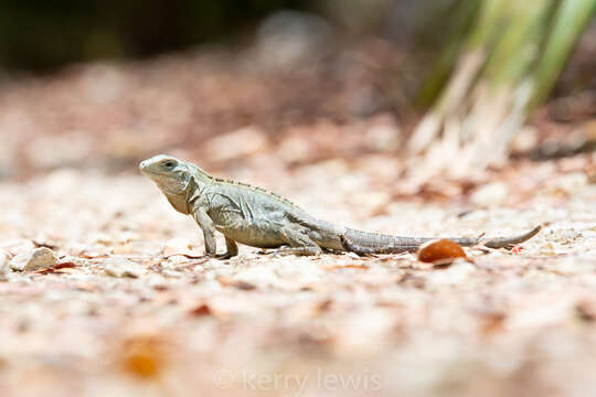 Cyclura lewisi Grant 1940 resmi