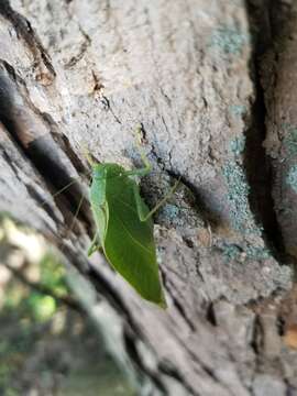 Image of Greater Angle-wing Katydid